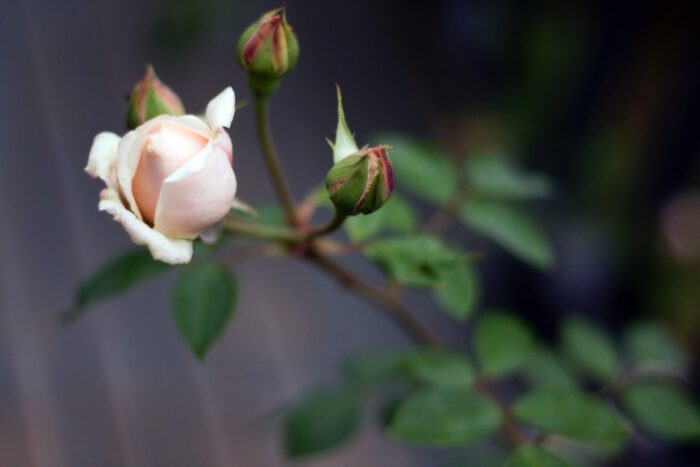 白薔薇のつぼみ