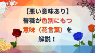 薔薇の色別の花言葉を解説する記事のアイキャッチ